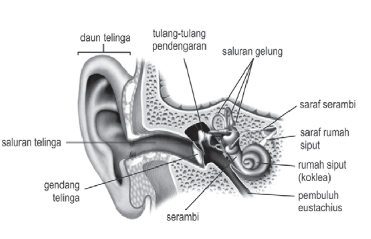 Indra Pendengaran Manusia Telinga Ilmu Sains